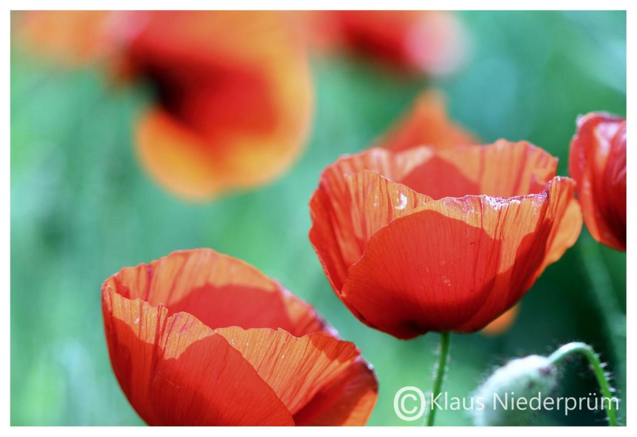 Ferienwohnung Welcome Mit Seeblick ชาลเคินเมียเฮิน ภายนอก รูปภาพ